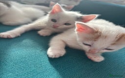 Mixed Breed cats for sale: 5 Adorable Fluffy White Playful Kittens  - Image 22
