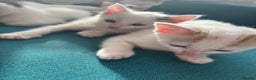 Mixed Breed cats for sale: 5 Adorable Fluffy White Playful Kittens  - Advert 22