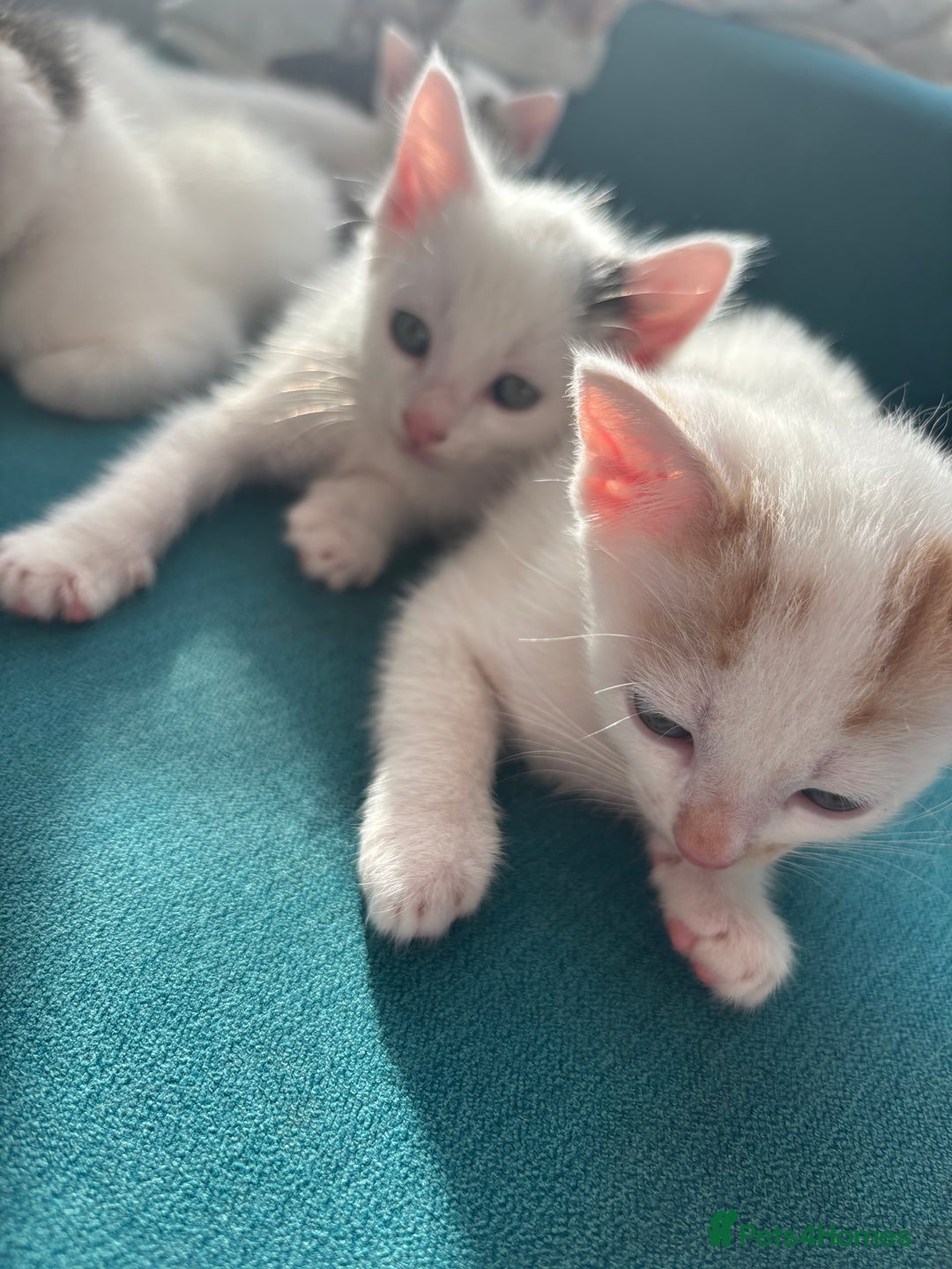 Mixed Breed cats for sale: 5 Adorable Fluffy White Playful Kittens  - Image 22