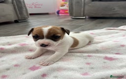 Parson Russell dogs for sale: 5 Gorgeous Parson Russells - Image 10