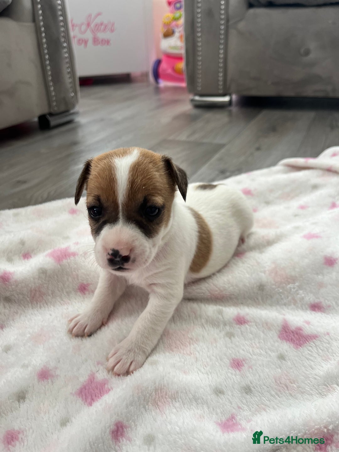 Parson Russell dogs for sale: 5 Gorgeous Parson Russells - Image 10