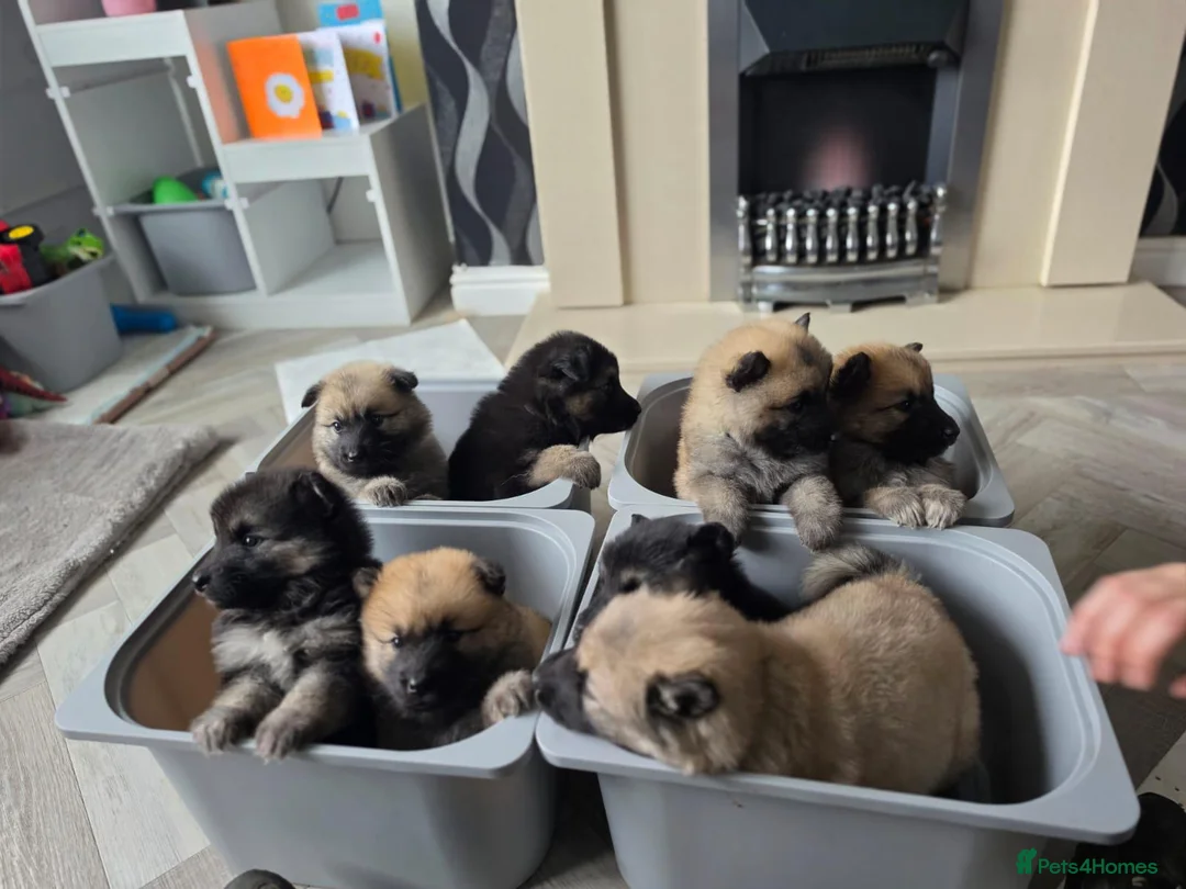 Eurasier dogs for sale: White Swiss Shepherd x Eurasier Hybrid puppies  - Advert 2