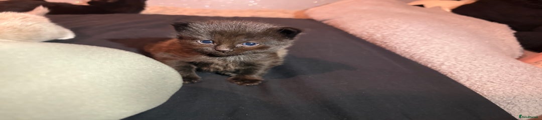 Mixed Breed Kitten 1
