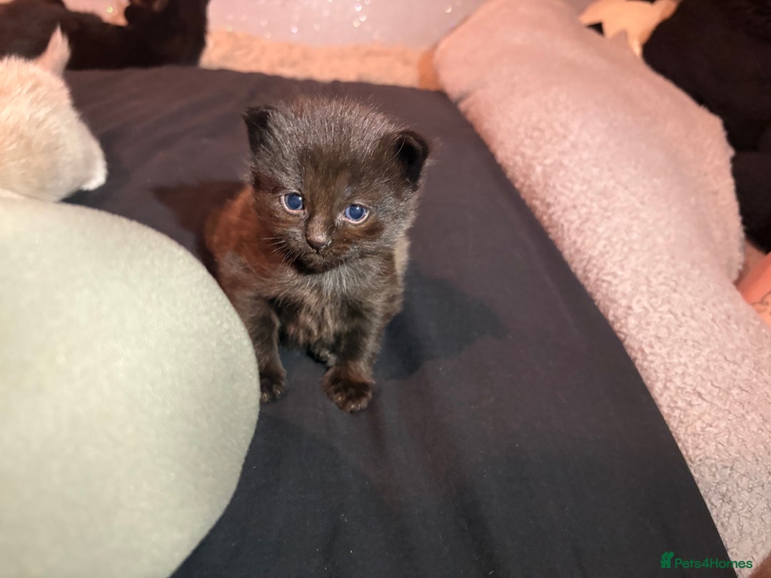 Mixed Breed cats for sale: Kittens for sale  - Image 8