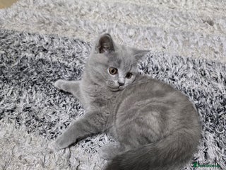 British Shorthair cats Gorgeous BRITISH SHORTHAIR MALE - Advert 15