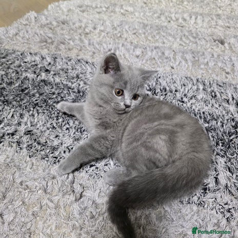 British Shorthair cats Gorgeous BRITISH SHORTHAIR MALE - Advert 2
