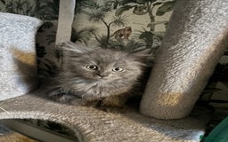 Maine Coon cats for sale: Super fluffy gorgeous Maine coon /Ragdoll kittens  - Image 15