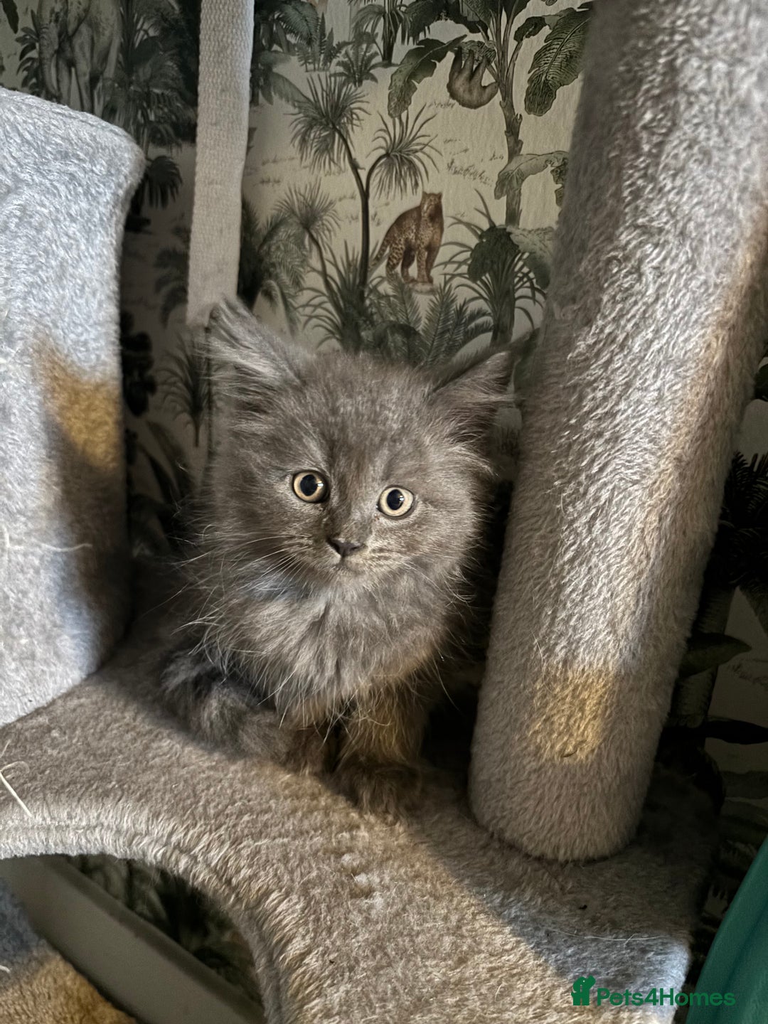 Maine Coon cats for sale: Super fluffy gorgeous Maine coon /Ragdoll kittens  - Image 15