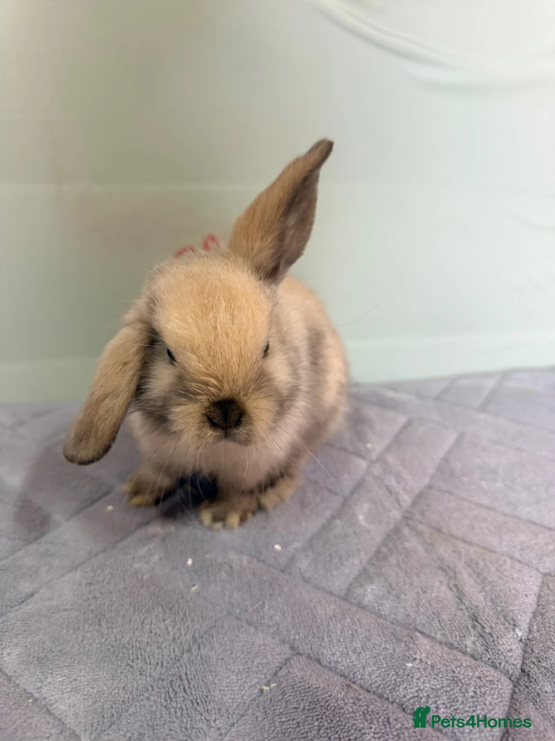 Mini Lop rabbits for sale: mini lops  - Advert 2