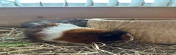 Guinea Pig rodents for sale: 2 lovely female guinea pigs looking for home! - Advert 4