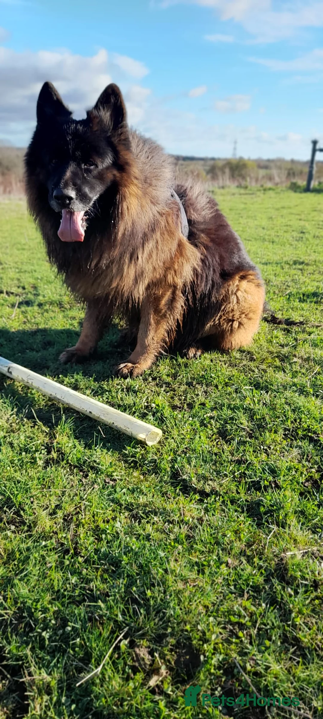 German Shepherd dogs for sale: German Shepherd looking for a loving forever home - Advert 6