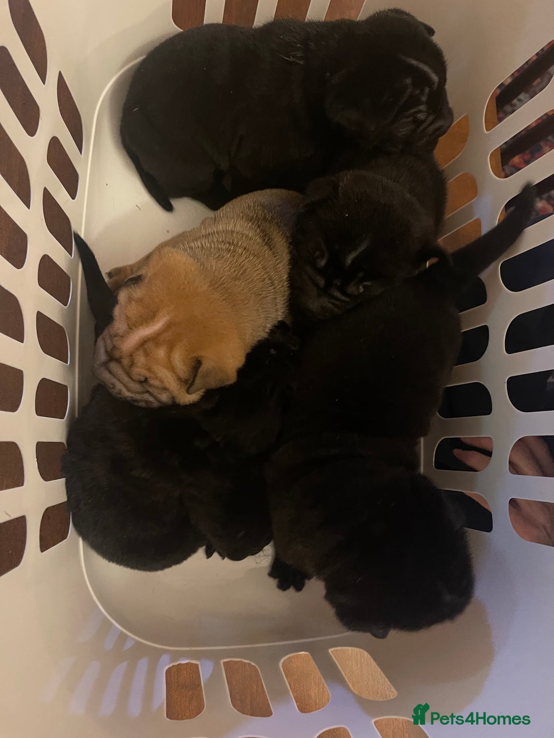 Shar Pei dogs for sale: Shar pei - Advert 5