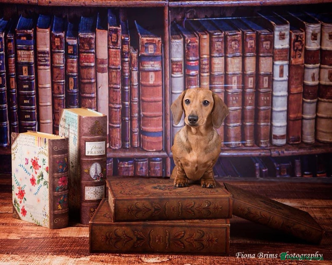Miniature Dachshund dogs for stud: Champion Sired, Crufts Qualified Shaded Red in Dalry - Image 5
