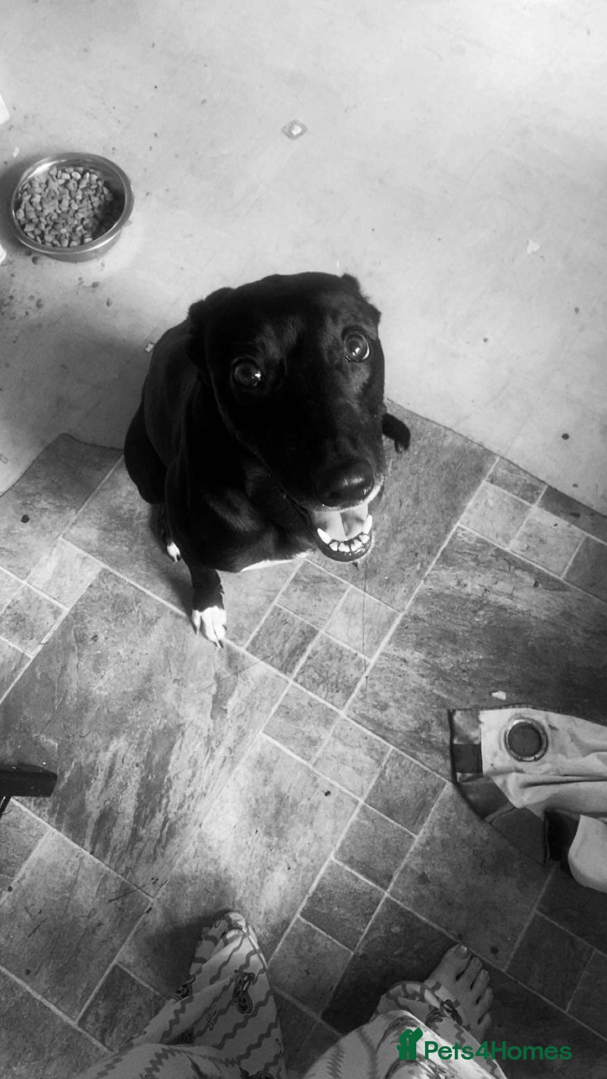 Lurcher dogs 3 year old lurched  - Advert 3