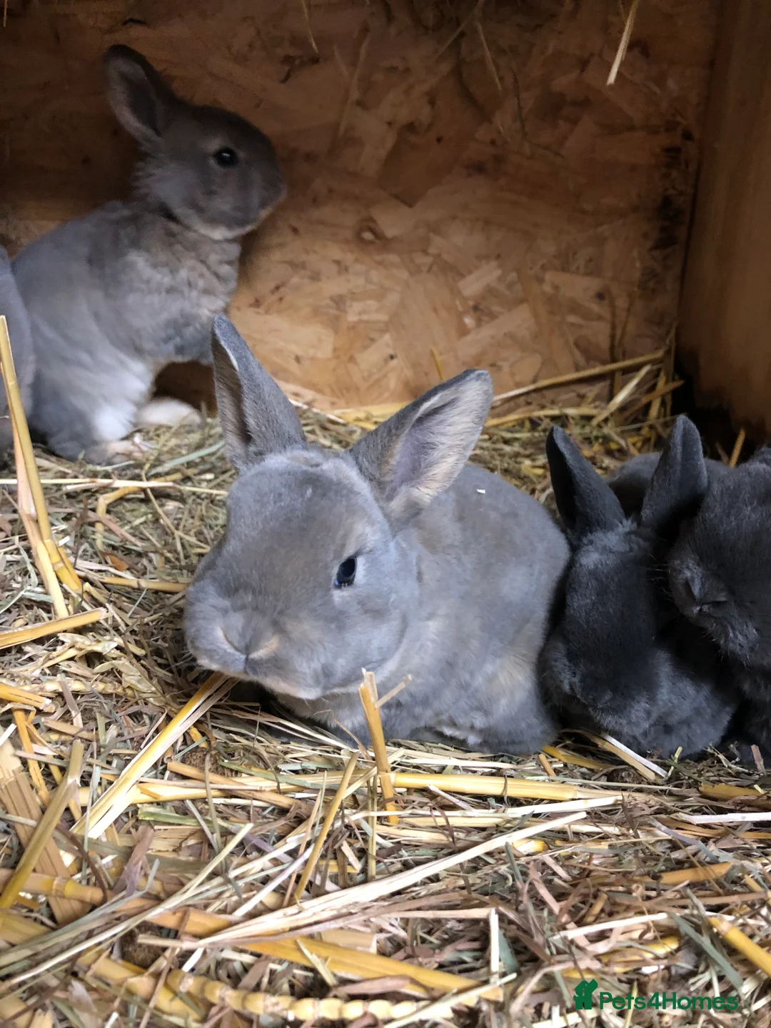 Rex rabbits for sale: Beautiful purebred velvet mini Rex rabbits 🐰🌿 - Advert 24