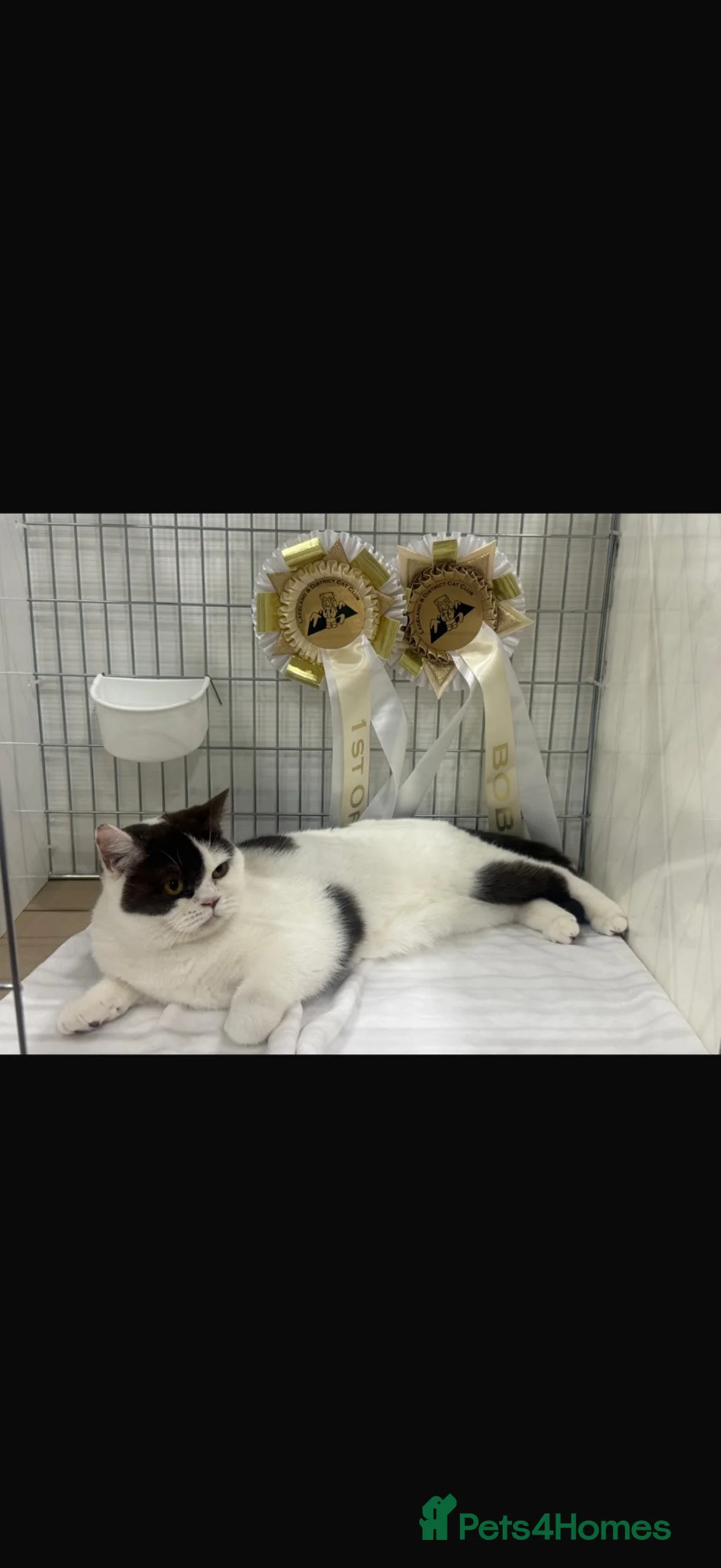 British Shorthair cats for sale: GCCF REG BSH - CHOCOLATE BI & CINNAMON BI KITTENS - Advert 6