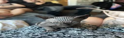 Sphynx cats for sale: Beautiful sphynx babies  - Advert 16