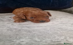 Cavapoo dogs for sale: Cavapoo f1b - Image 10