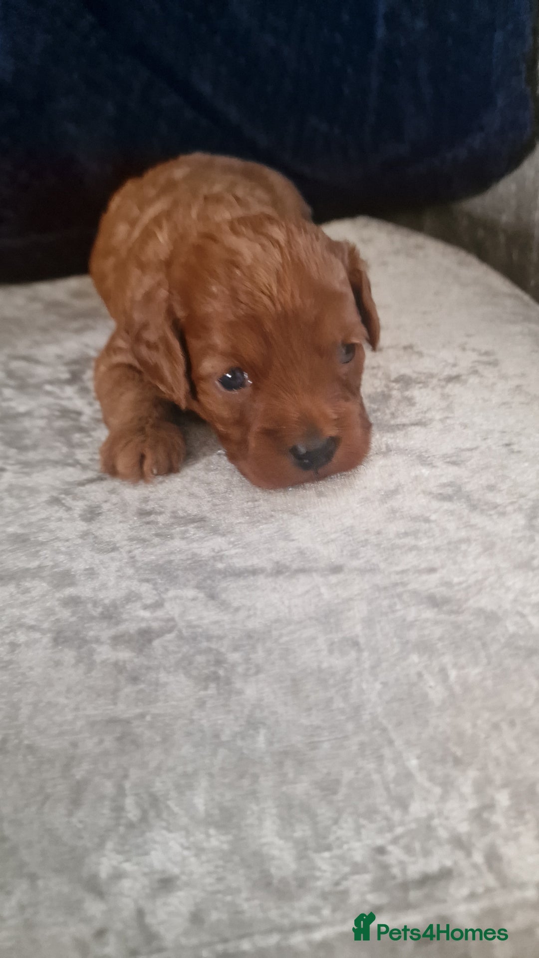 Cavapoo dogs for sale: Cavapoo f1b - Image 10