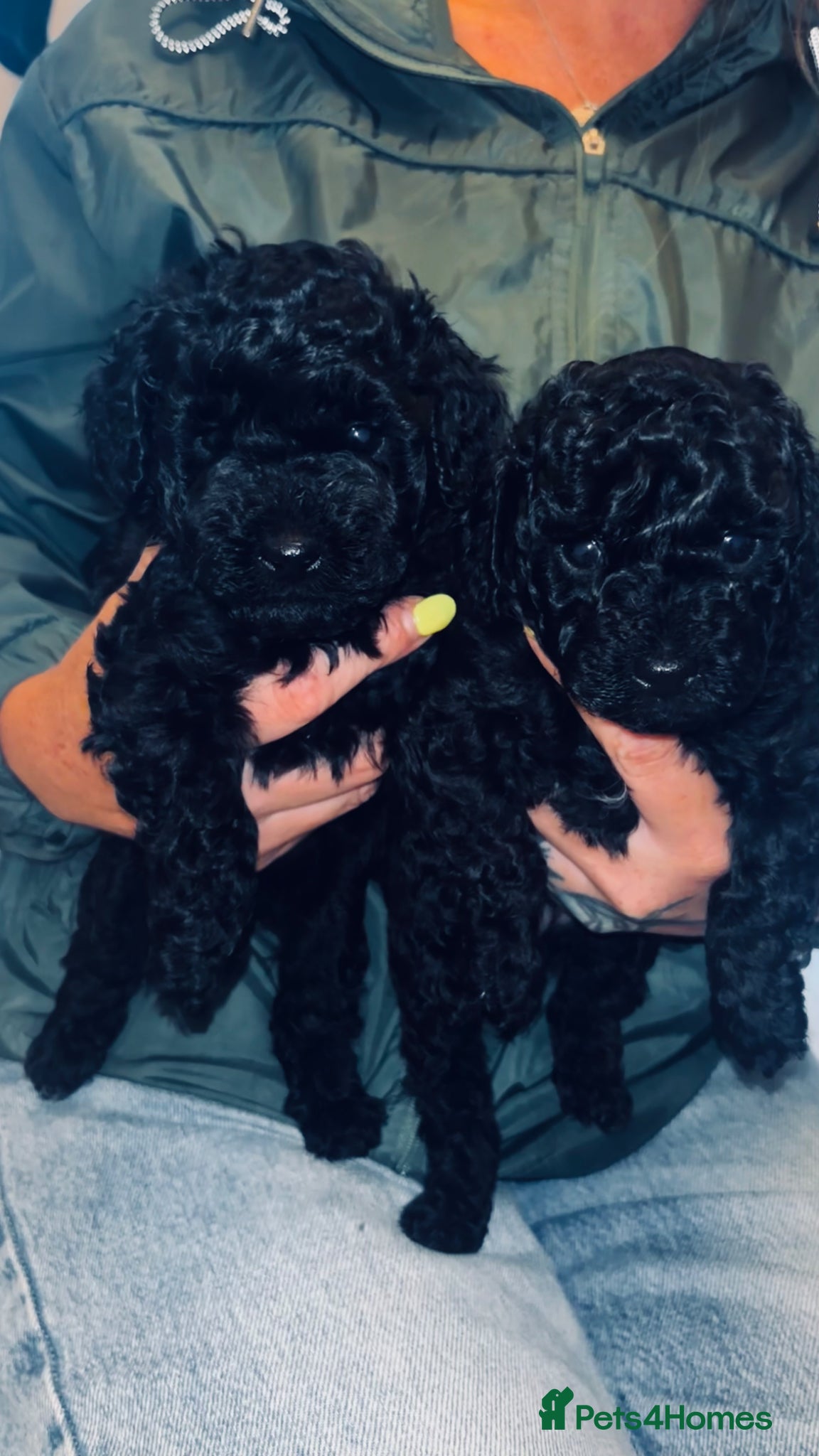 Cavapoo dogs **Last Two** F1b Toy Cavapoo pups - Advert 13