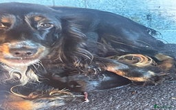 Cocker Spaniel dogs for sale: Cocker spaniel show type.  - Advert 5