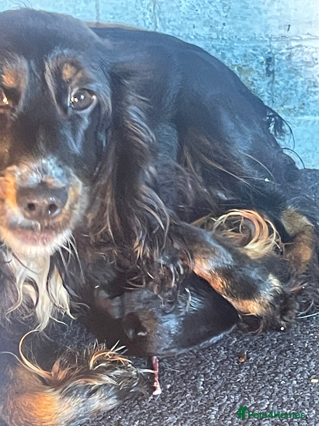 Cocker Spaniel dogs for sale: Cocker spaniel show type.  - Advert 5