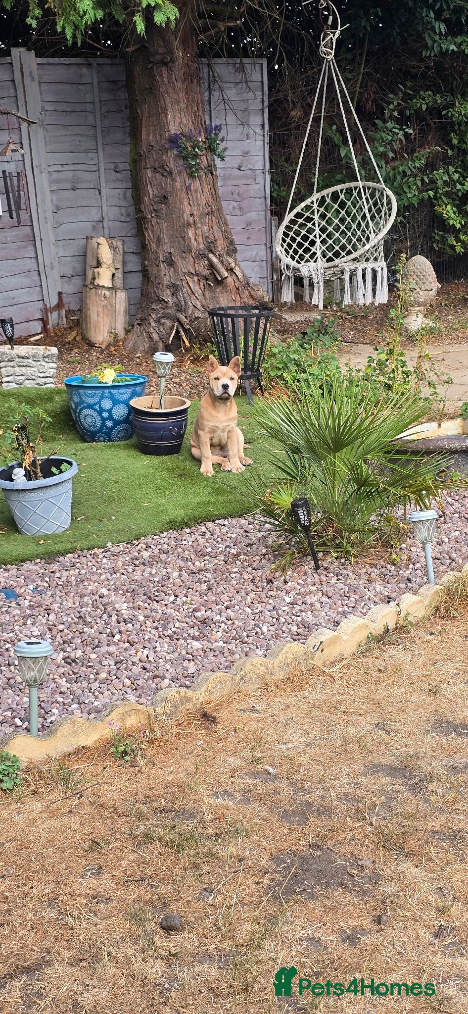 Mixed Breed dogs Charlie the Chaffy **A special boy**  - Advert 2