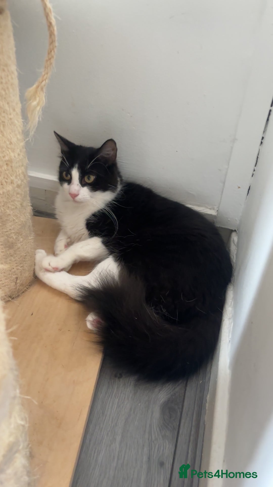 Mixed Breed cats for sale: Make castrated cat - Advert 2