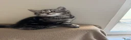 British Shorthair cats for sale: British short hair  - Advert 9
