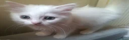 British Shorthair cats for sale: White Half British Shorthair Kittens - Advert 3