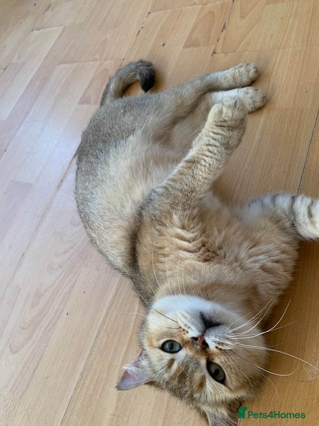 Scottish Fold cats for sale: Scottish Straight Cats  - Image 4