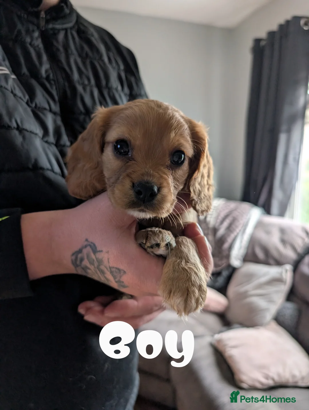 Cockalier dogs for sale: Cockalier Puppys - Advert 8