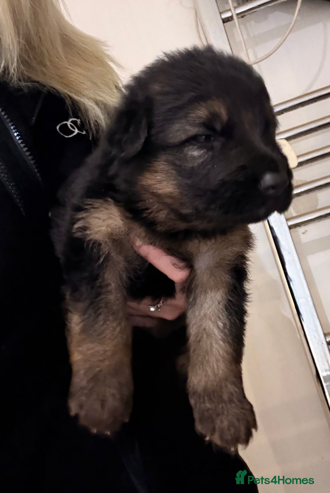 German Shepherd dogs for sale: KC GSD long coat.  Fantastic bloodlines.  - Advert 5