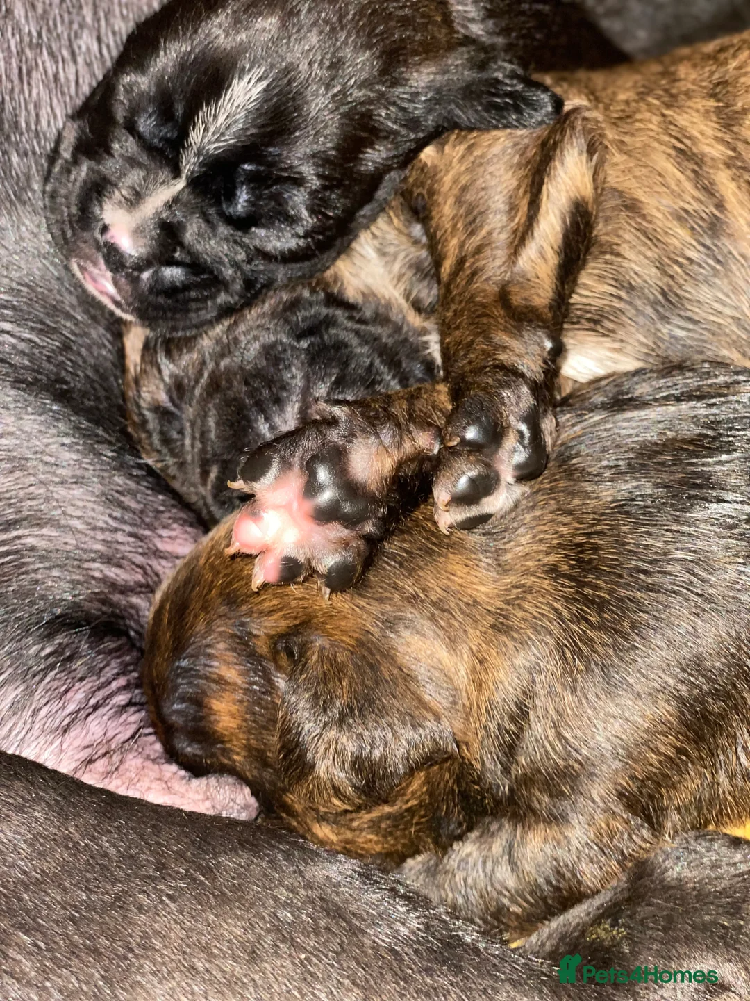 Mixed Breed dogs for sale: 🧬Kc reg mum black boxer & mini boxer pups 🤩 8wk - Advert 28