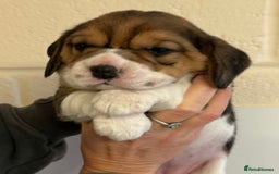 Beagle dogs for sale: Dialynne have puppies available  - Advert 5
