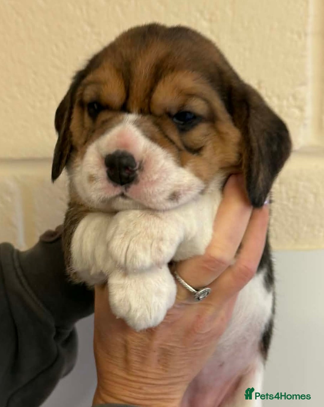Beagle dogs for sale: Dialynne have puppies available  - Advert 5