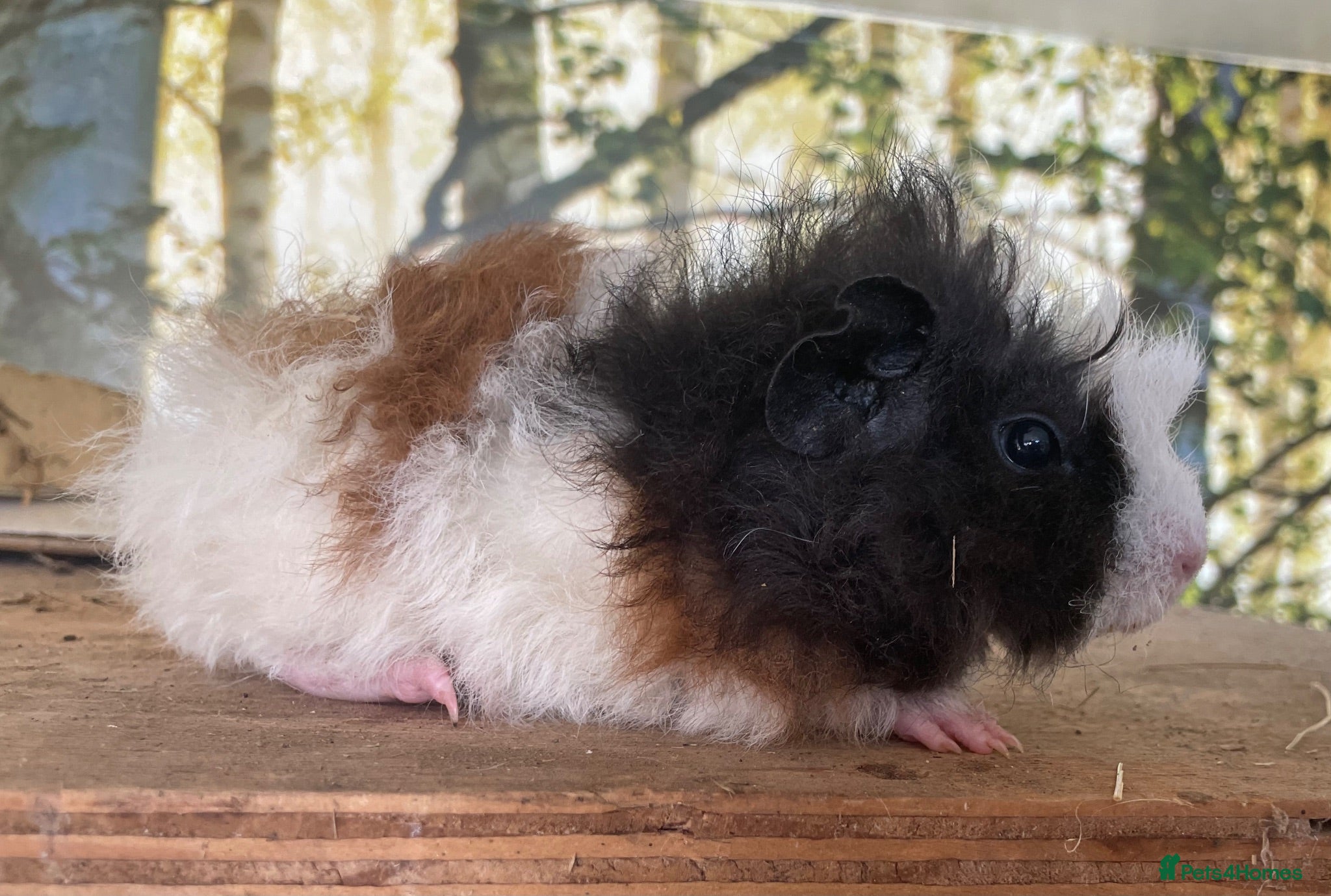 Guinea Pig rodents Baby boar guinea pigs  - Advert 1