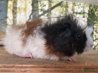 Guinea Pig rodents Baby boar guinea pigs - Advert 1