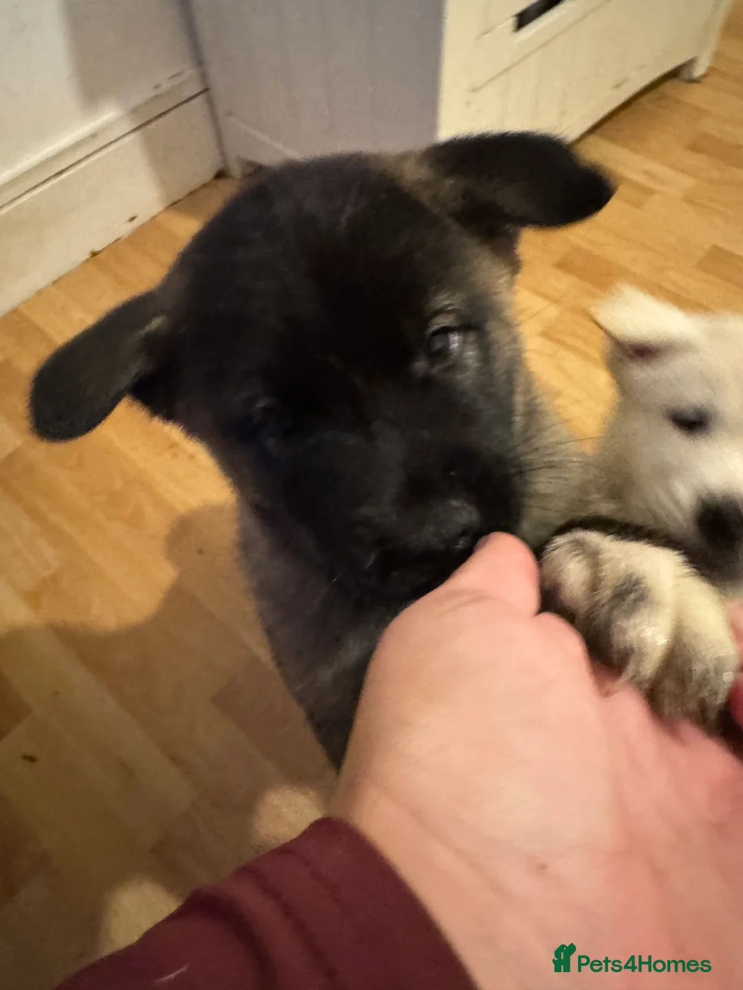 Mixed Breed dogs for sale: 7 beautiful American Akita Puppies ***5 left*** - Advert 17