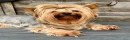 Yorkshire Terrier dogs for sale: Outstanding Pedigree Yorkshire Terrier Puppies ❤️ - Advert 4