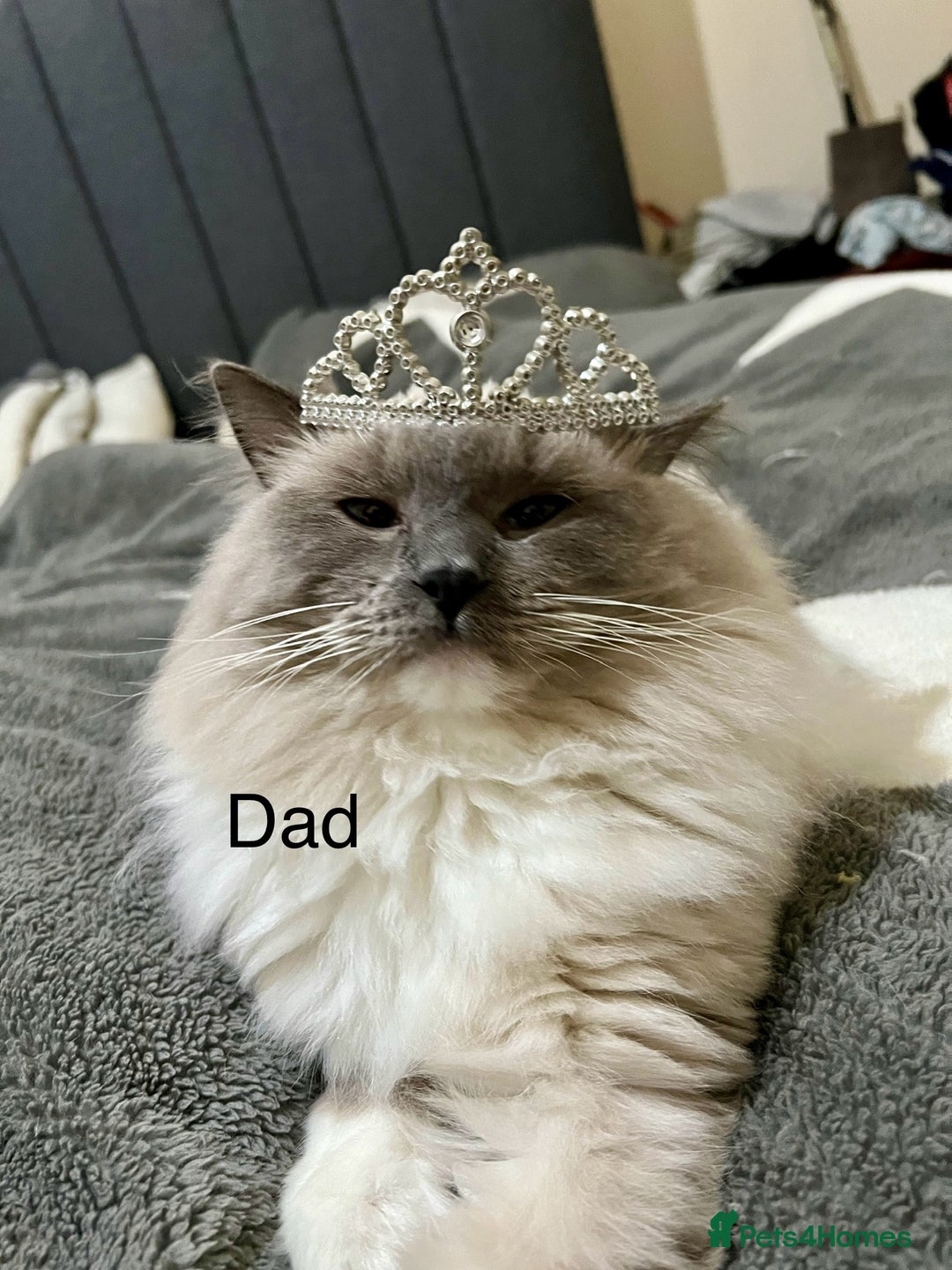 Ragdoll cats for sale: 4 ragdoll cross kittens  - Image 5