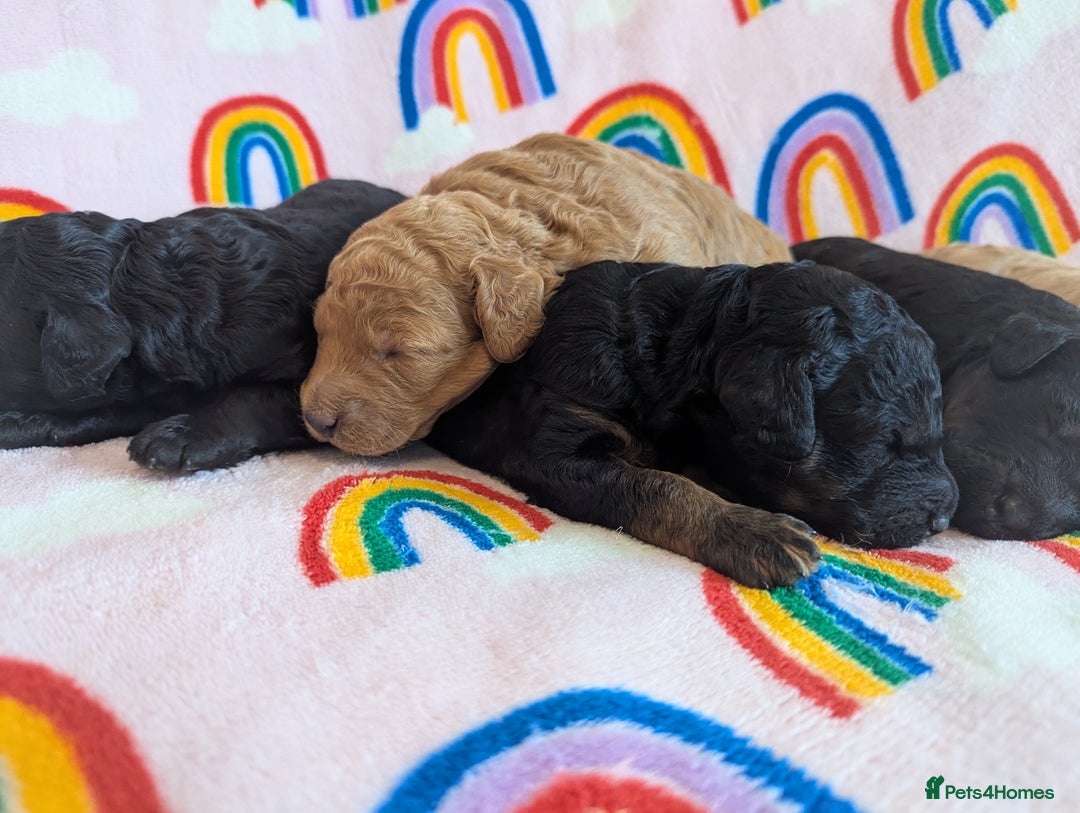 Miniature Poodle dogs for sale: Stunning Red & Phantom Miniature/Moyen Poodles - Image 8