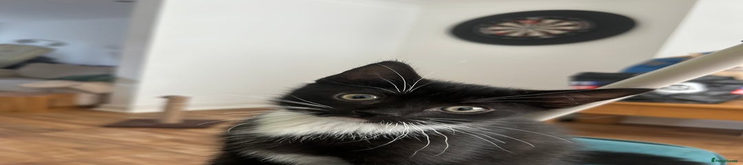 Mixed Breed Kitten 2