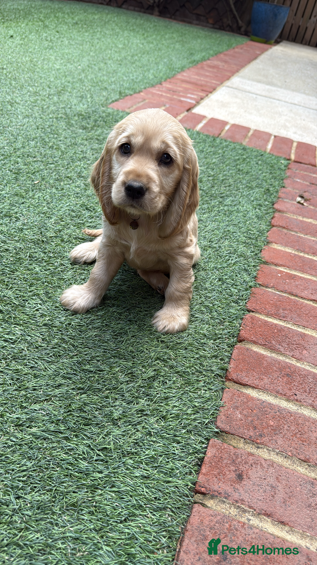 Cocker Spaniel dogs for stud: 🌟 🌟 🌟 English cocker spaniel for stud  in Hook - Advert 4