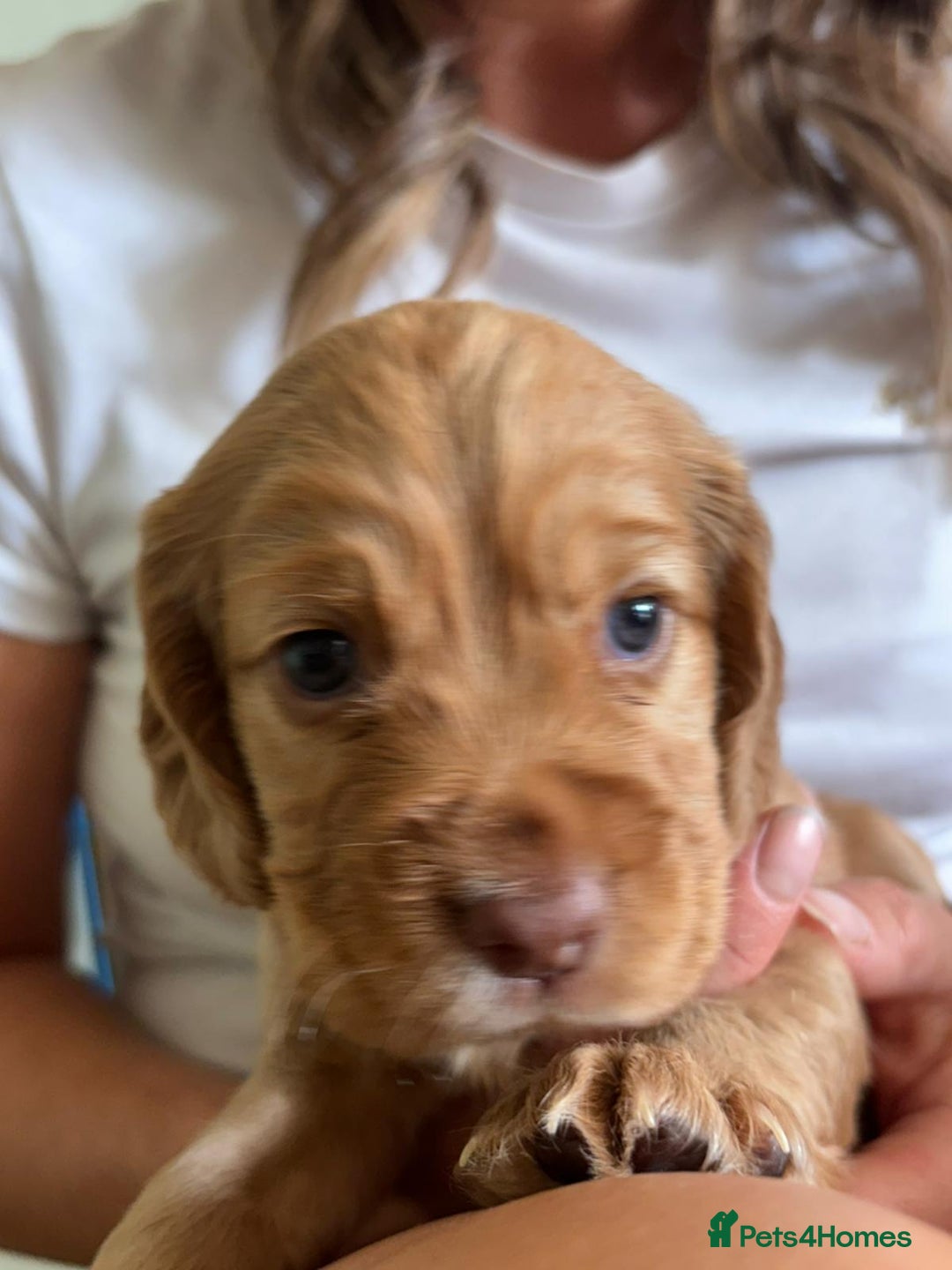 Cocker Spaniel dogs for sale: Beautiful Cocker Spaniels  - Image 5