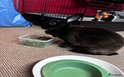 Rex rabbits for sale: Beautiful Rex Bunny - Image 1