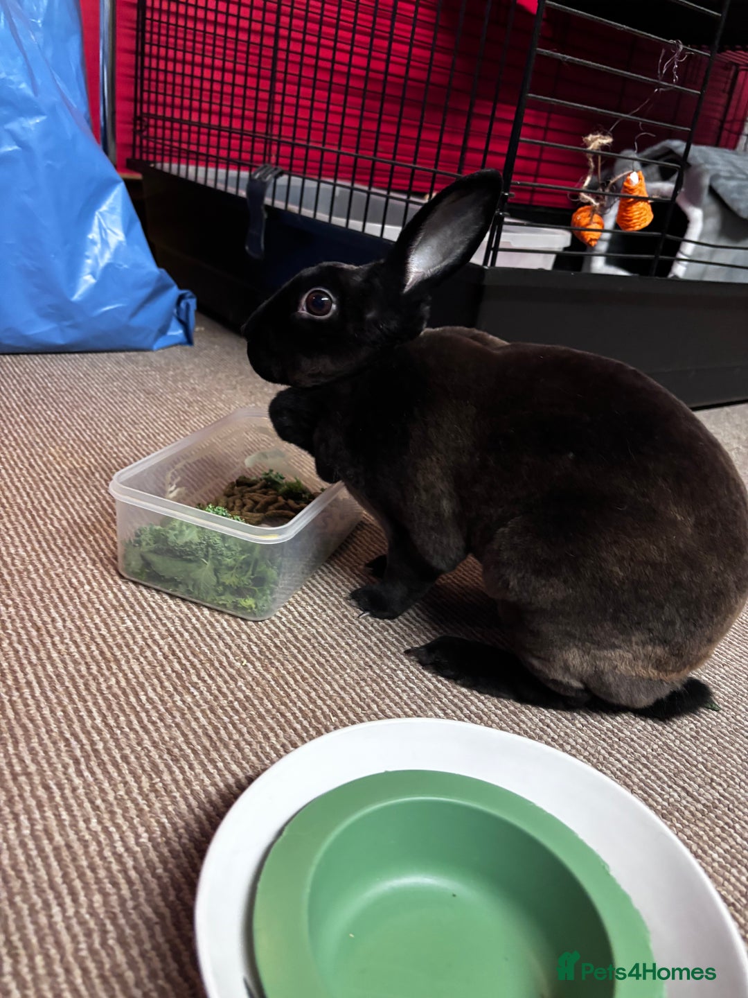 Rex rabbits for sale: Beautiful Rex Bunny - Image 1