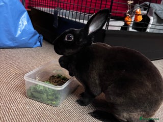 Rex rabbits - Advert 8