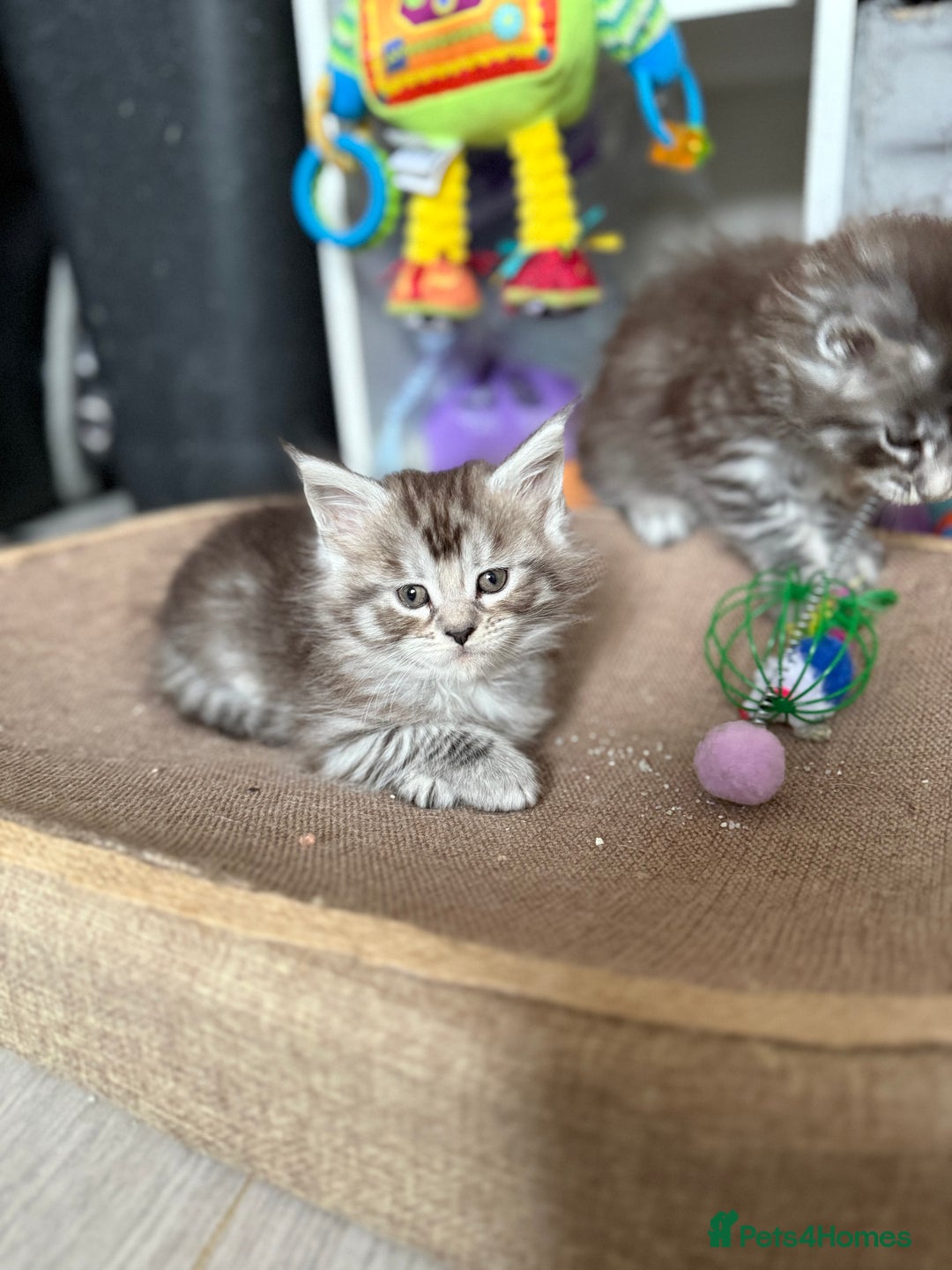 Maine Coon cats for sale: GCCF Maine coon stunning large kittens  - Advert 9