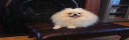 Pomeranian dogs for stud: Optic White/cream  true to type boy for stud only in Lanark - Advert 7